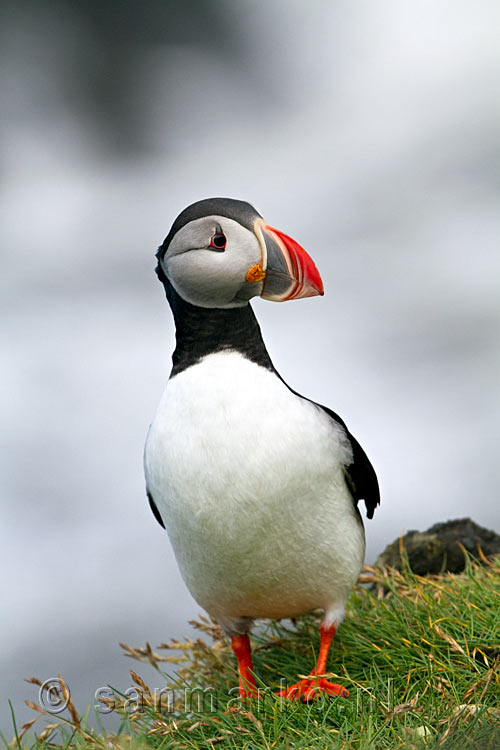 Op het gras de eerste papegaaiduiker bij Dyrhólaey bij Vík