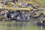 Met mos begroeide stenen tijdens de wandeling door Ásbyrgi in IJsland