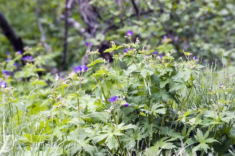 Schitterend bloeiende bloemen langs het wandelpad door Ásbyrgi in IJsland