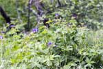 Schitterend bloeiende bloemen langs het wandelpad door Ásbyrgi in IJsland