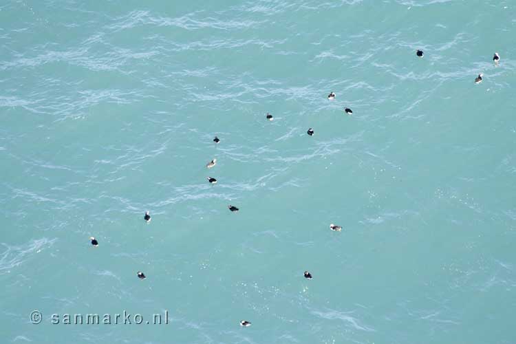 Puffins in de zee van het Öxarfjördur aan de noordkant van IJsland