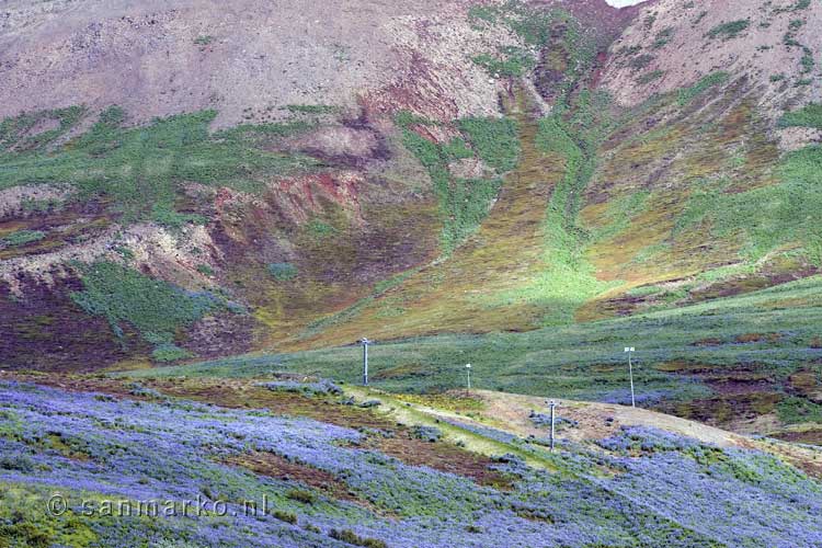 Lupines op de bergen bij Húsavík in het noorden van IJsland