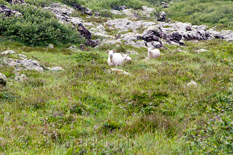 Schapen in de lavavelden bij de krater Eldborg op Snæfellsnes