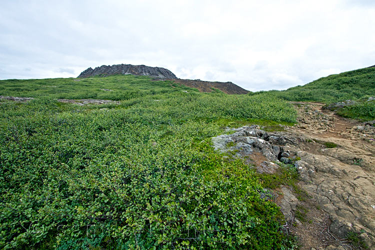 Wandelen door de oase van groen naar de krater Eldborg op IJsland