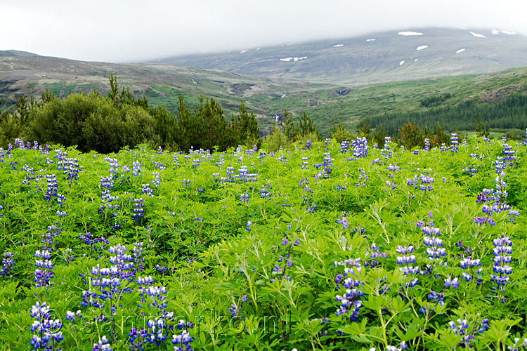 De wandeling naar Glymur begint in een veld van Lupines