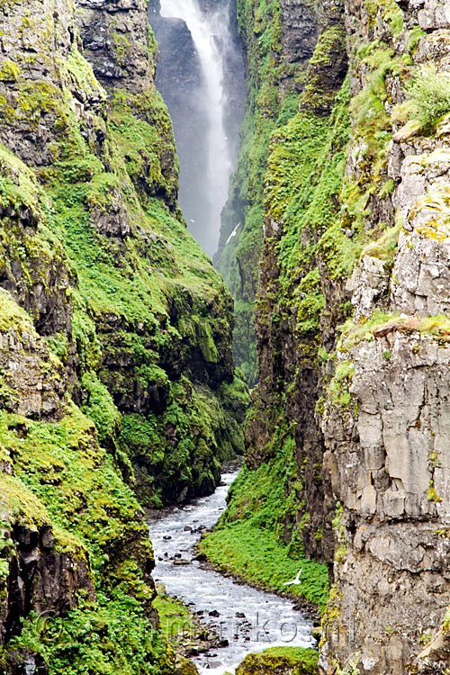 Wandelend bij de schitterende Glymur waterval op IJsland