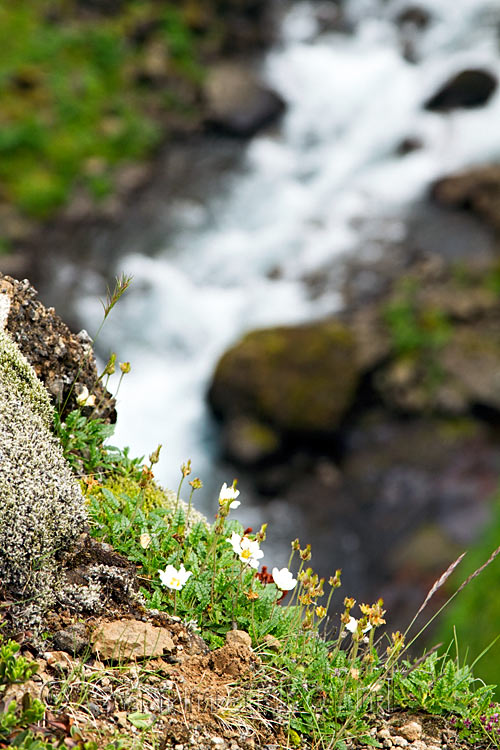 De Glymur rivier met bloemetje op de voorgrond in IJsland