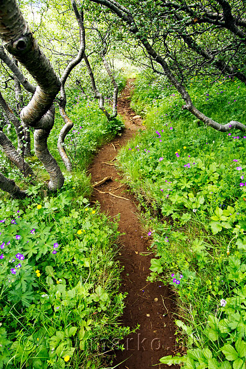 Wandelend door bos en tussen gekleurde bloemen bij Glymur