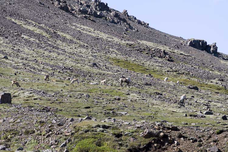 Een kudde rendieren tijdens onze wandeling in Heinabergsdalur in IJsland