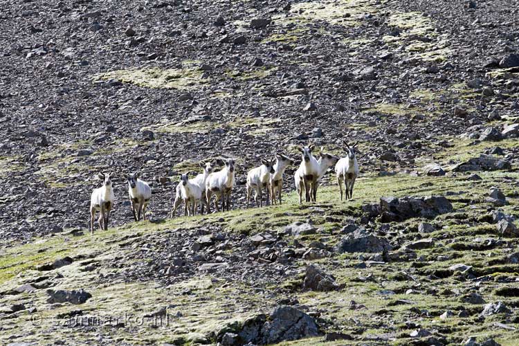 De mannetjes rendieren houden ons in de gaten tijdens het wandelen in IJsland