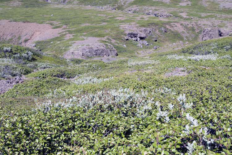 Dwergberk tijdens de wandeling door Heinabergsdalur in IJsland