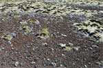 Met mos begroeide lava langs het wandelpad bij de vulkaan Hengill