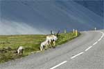 Langs de weg tussen Höfn en Egilsstaðir een rendier met kalfjes