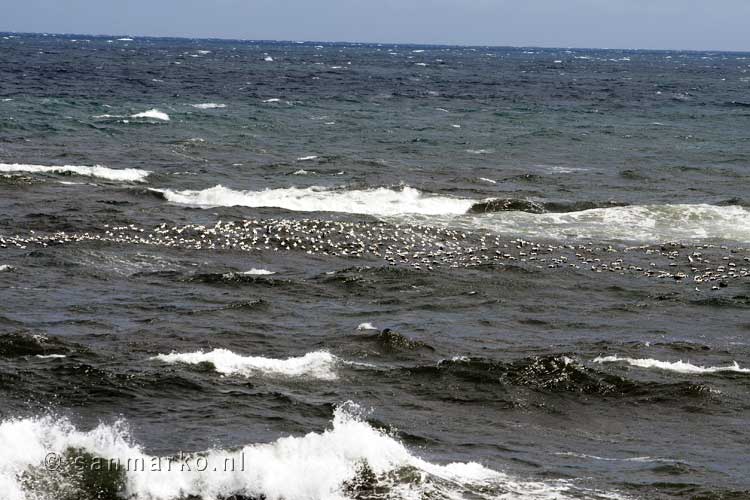 Uitzicht op de zee bij Djúpivogur aan de oostkant van IJsland