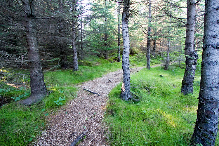 Het wandelpad door het aangelegde bos van Hofsstaðaskógur op Snæfellsnes