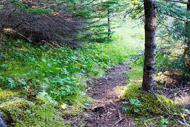 Bloemen onderbreken het groen in het bos van Hofsstaðaskógur op IJsland