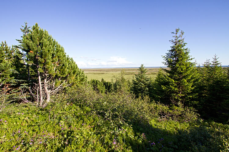 Uitzicht vanaf de rand van het bos Hofsstaðaskógur op Snæfellsnes