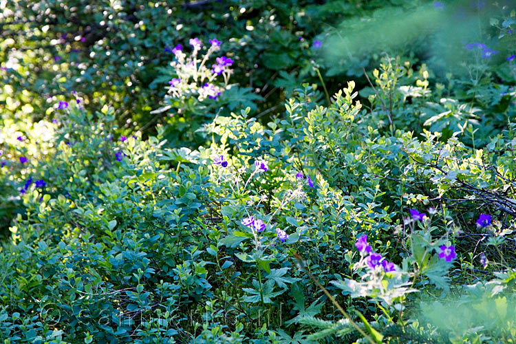 Wilde geraniums langs het wandelpad in het bos Hofsstaðaskógur op Snæfellsnes