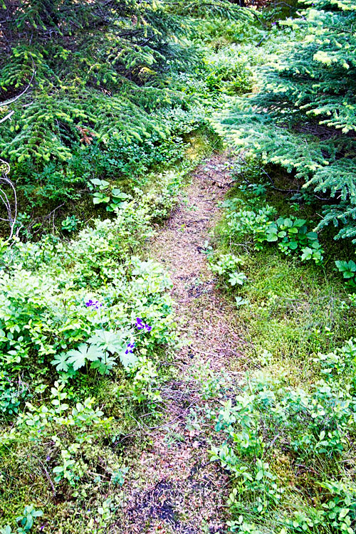 Een smal wandelpad leidt ons door het bos van Hofsstaðaskógur op IJsland