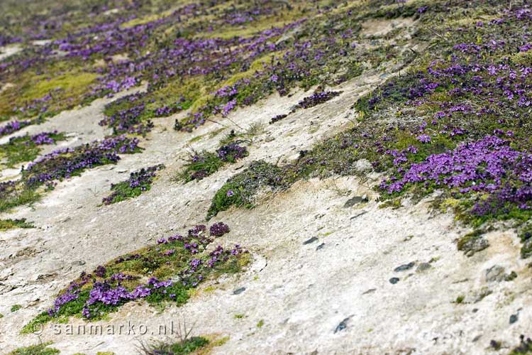 Bloemen groeien bij het Hverir solfatare veld bij Mývatn