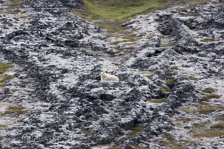 Een schaap graast tussen de lavarotsen bij Hverir op IJsland
