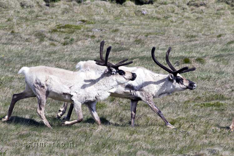 Twee prachtige rendieren langs de kant van de weg bij Öxi in IJsland