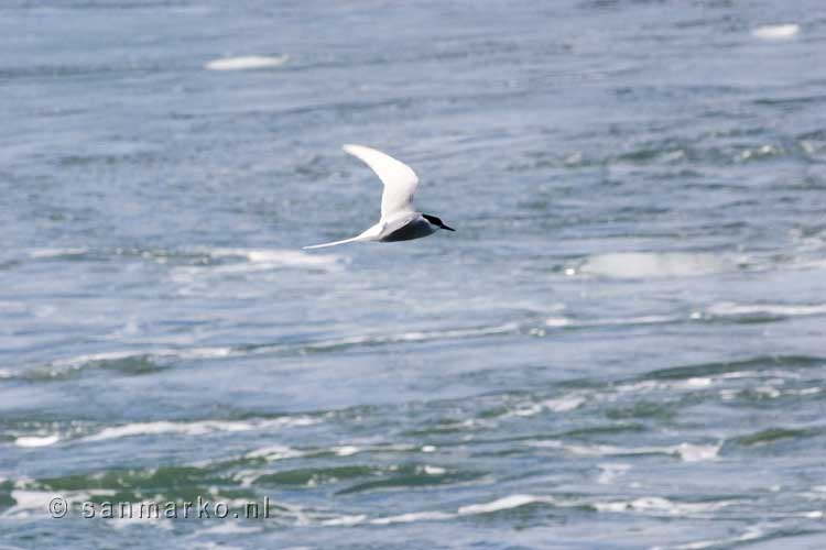 Noordse stern boven de monding van het gletsjermeer Jökulsárlón