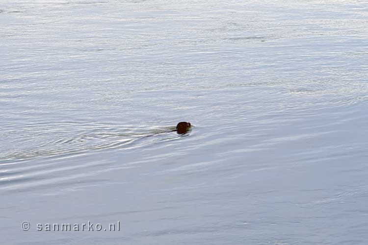Een zeehond zwemt in het gletsjermeer Jökulsárlón in IJsland