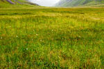 Veenpluis tijdens de wandeling betekent drassigheid tijdens de wandeling door Kaldbaksdalur op de Westfjorden