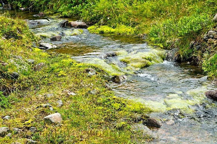 Groen, heel veel groen en water tijdens de wandeling door Kaldbaksdalur op de Westfjorden