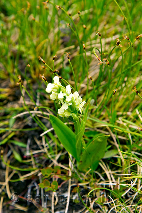 Een close up van een van de vele bloemen in Kaldbaksdalur op de Westfjorden van IJsland