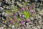 Bloeiend mos met paarse bloemetjes langs het wandelpad bij de Klukkufoss