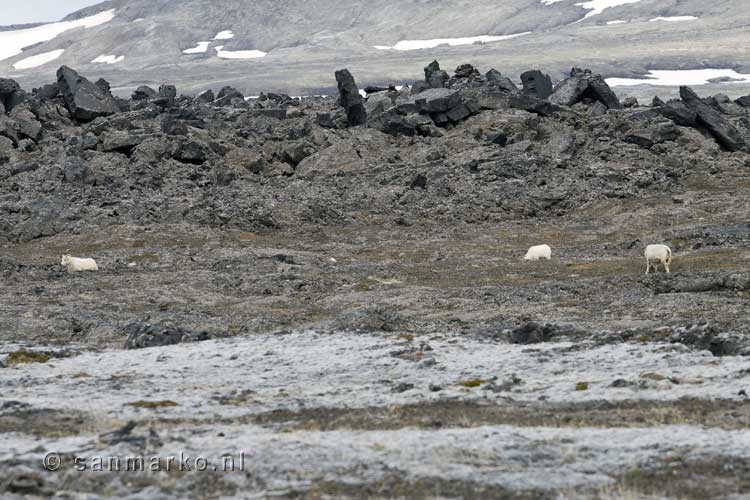 Grazende schapen in het vulkanische landschap van Leirhnjúkur in IJsland