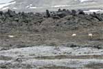 Grazende schapen in het vulkanische landschap van Leirhnjúkur in IJsland