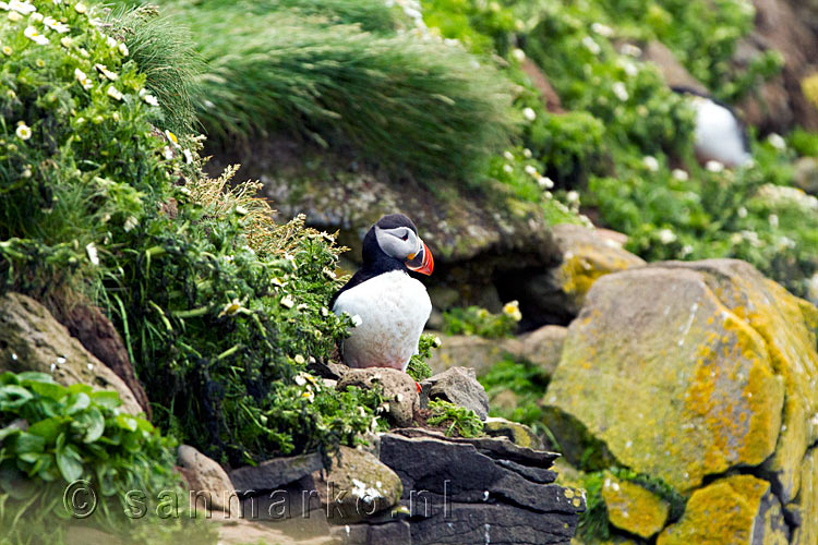 De papegaaiduiker poseert wel even voor de camera in de kliffen van Látrabjarg op IJsland