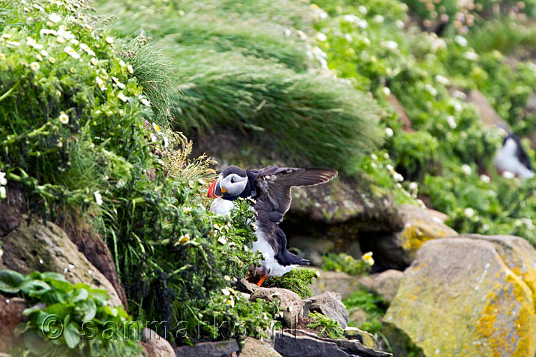 Deze papegaaiduiker gaat richting de zee om te vissen bij de kliffen van Látrabjarg op de Westfjorden