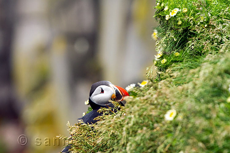 Kiekeboo, tussen de witte bloemetjes zien we deze papegaaiduiker langs de kliffen van Látrabjarg op IJsland