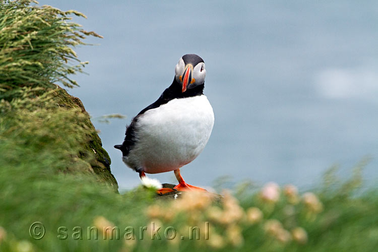 Ondanks de sterkte wind waagt deze papegaaiduiker zich op de rand van de kliffen van Látrabjarg