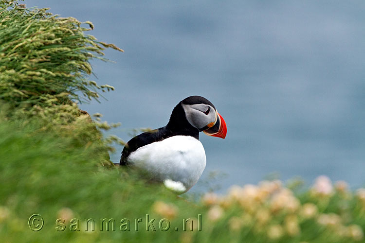 Papegaaiduikers zijn schitterende vogels, hier bij de kliffen van Látrabjarg op de Westfjorden