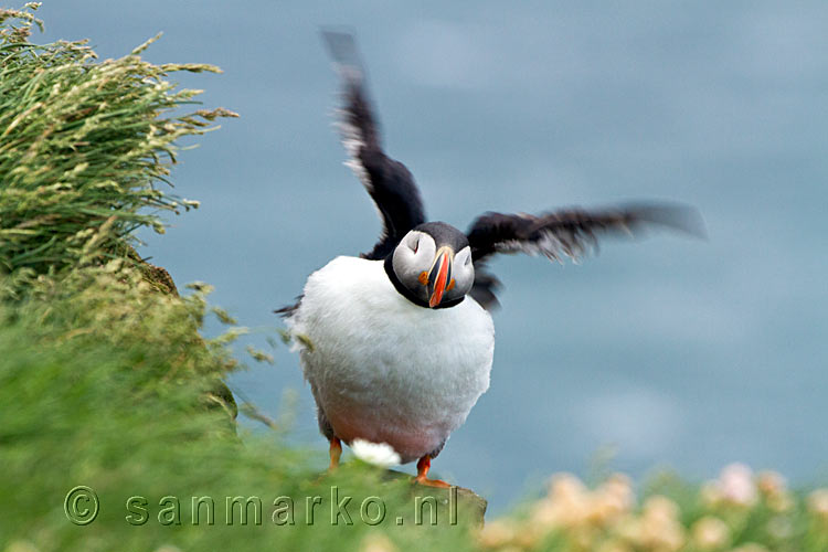 En nu vlieg ik er vandoor denkt de papegaaiduiker bij Látrabjarg op de Westfjorden van IJsland