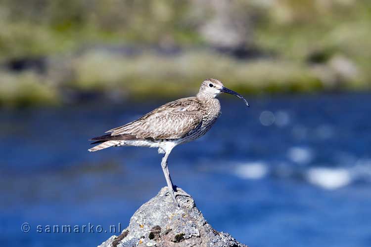 Regenwulp (Numenius phaeopus) bij Goðafoss in het noorden van IJsland