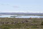 De schitterende natuur van het muggenmeer Mývatn in IJsland