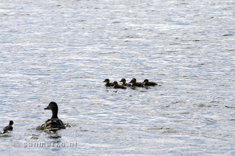 Een groep eenden zwemt in het muggenmeer Mývatn in IJsland