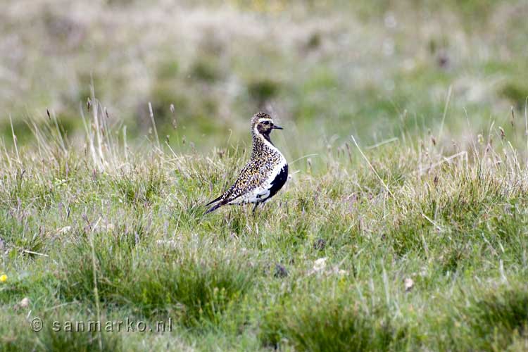 Goudplevier (Pluvialis apricaria) in het gras bij Mývatn in IJsland 