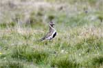 Goudplevier (Pluvialis apricaria) in het gras bij Mývatn in IJsland 