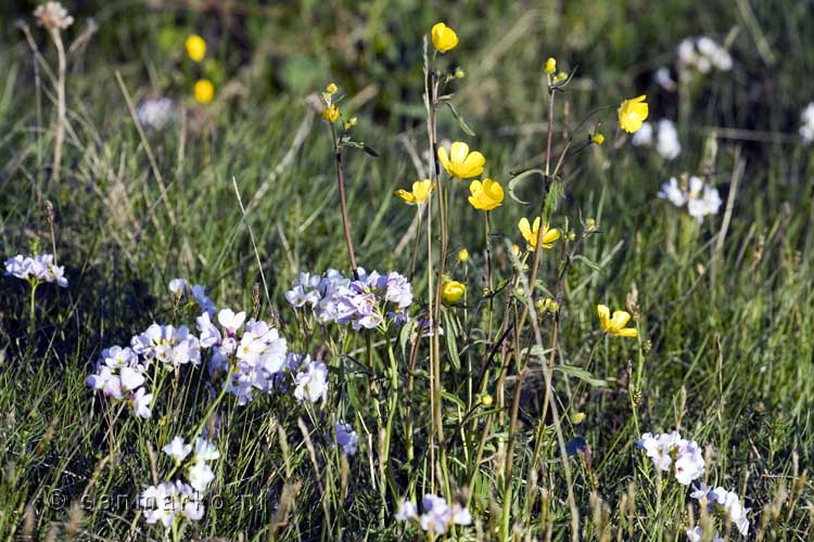 Een zee van bloemen tijdens het wandelen bij Mývatn in IJsland