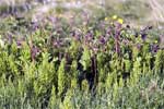 Knikkend nagelkruid (Geum rivale) langs het wandelpad bij Myvatn in IJsland