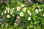 Zilverkruid (Dryas octopetala) in het dal bij de kloof Ránagil