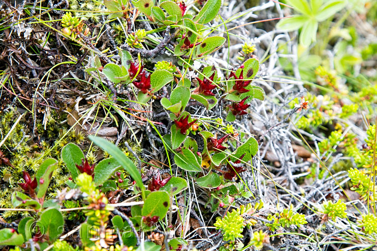 Rode Kruidwilg (Salix herbacea) langs het wandelpad bij Rauðhóll op IJsland
