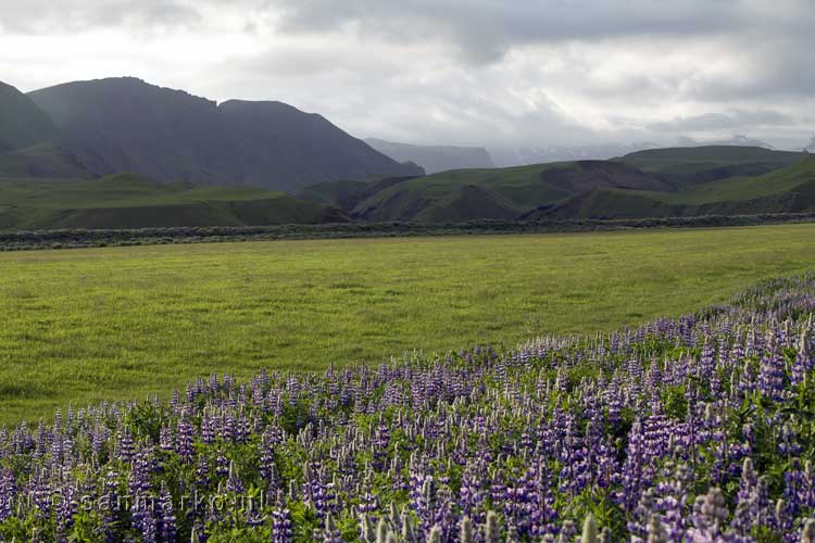 In de lente bloeiende lupines in Mýrdal met een schitterend uitzicht op de omgeving